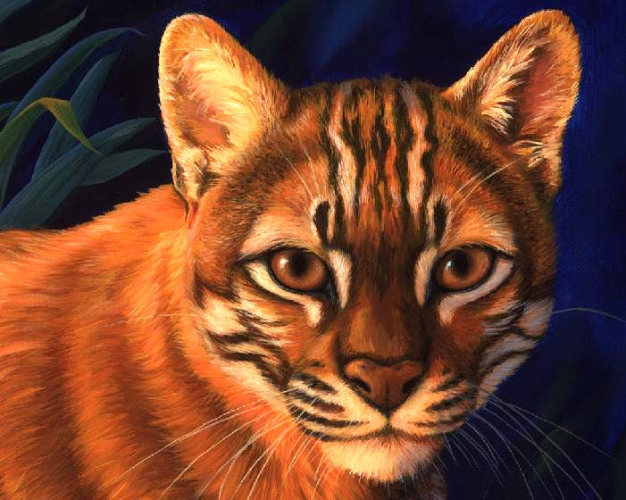 ASIAN GOLDEN CAT Original oil painting on canvas, 14x18 in