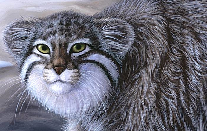 PALLAS' CAT Original oil painting on canvas, 22x28 in