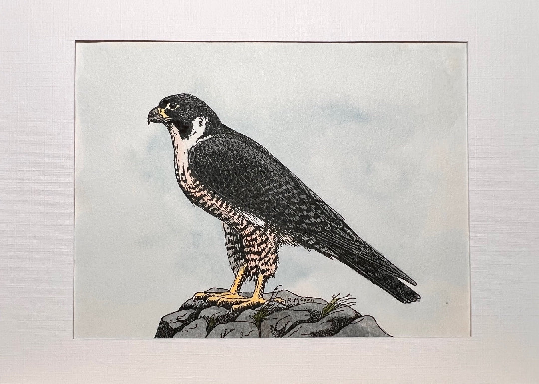 AMERICAN PEREGRINE FALCON Hand-painted print, 5x7 in