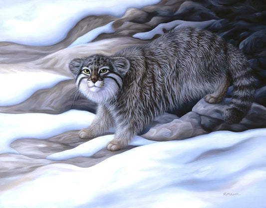 PALLAS' CAT Original oil painting on canvas, 22x28 in