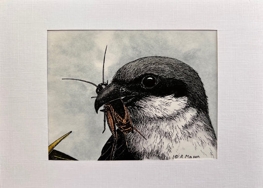 SAN CLEMENTE LOGGERHEAD SHRIKE Hand-painted print, 5x7 in