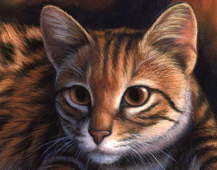 BLACK-FOOTED CAT Fine art print on paper S/N, 9x12 in