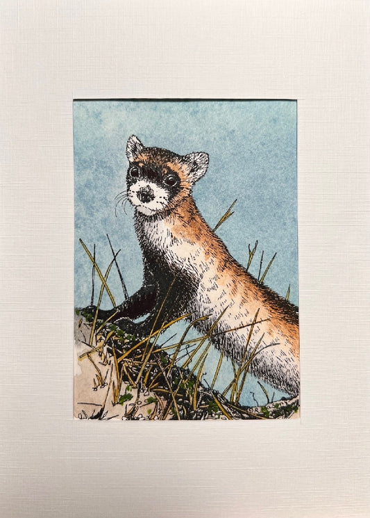BLACK-FOOTED FERRET Hand-painted print, 5x7 in