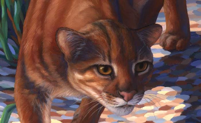 BORNEAN BAY CAT Framed original oil painting on linen, 20x16 in