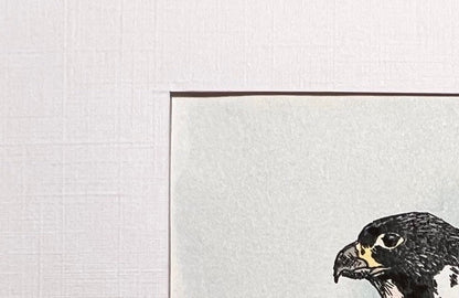 AMERICAN PEREGRINE FALCON Hand-painted print, 5x7 in