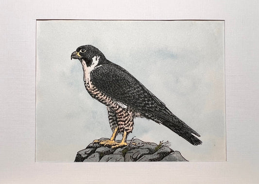 AMERICAN PEREGRINE FALCON Hand-painted print, 5x7 in